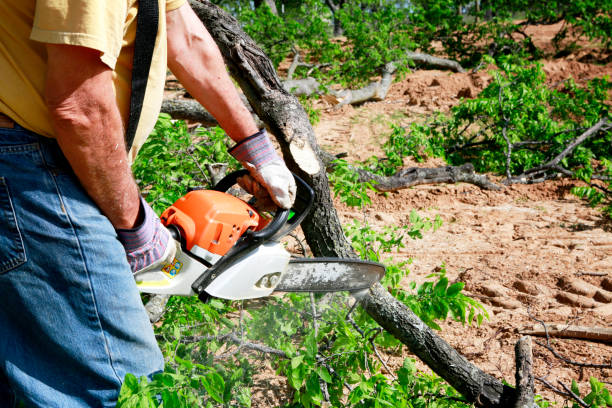 Professional Tree Care  in Humansville, MO